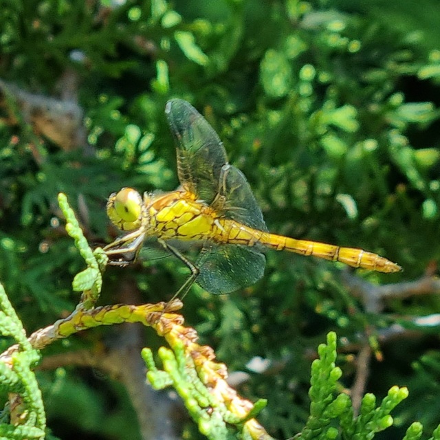 Sympetrum striolatum/vulgatum