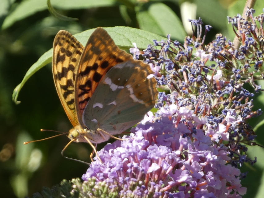 Argynnis pandora - zöldes gyöngyházlepke
