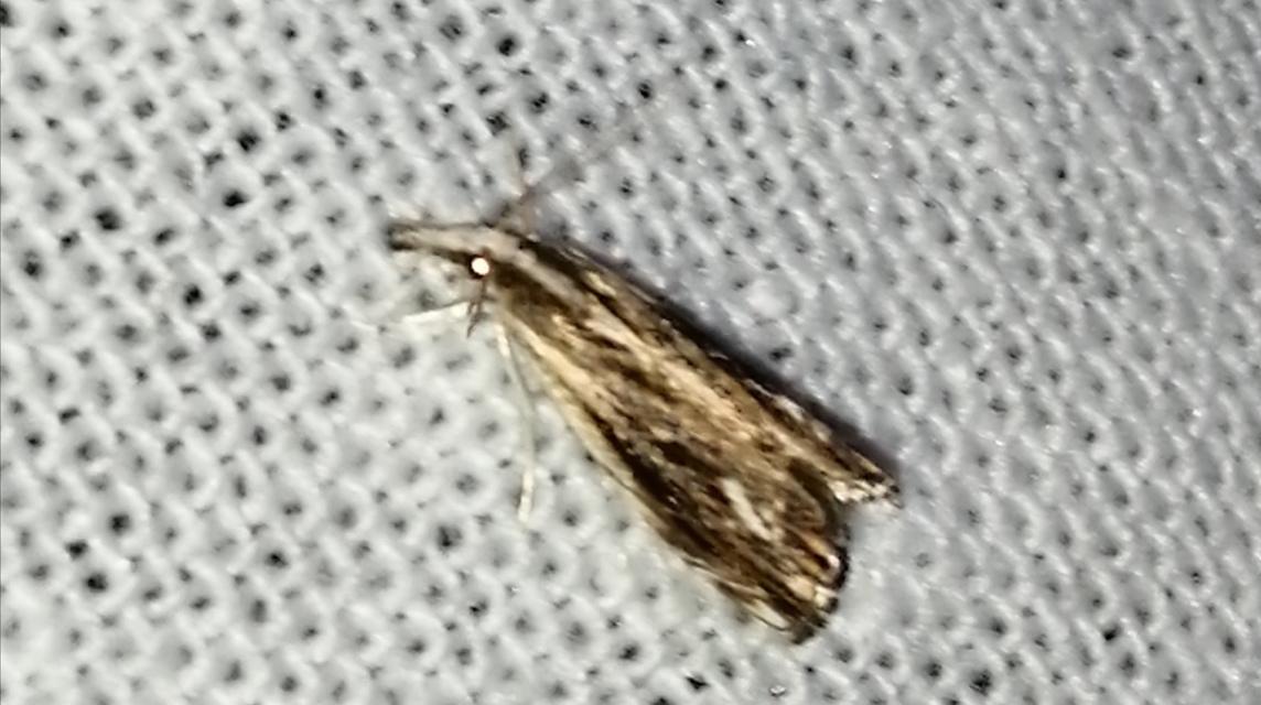 Catoptria verellus - kormos fűgyökérmoly