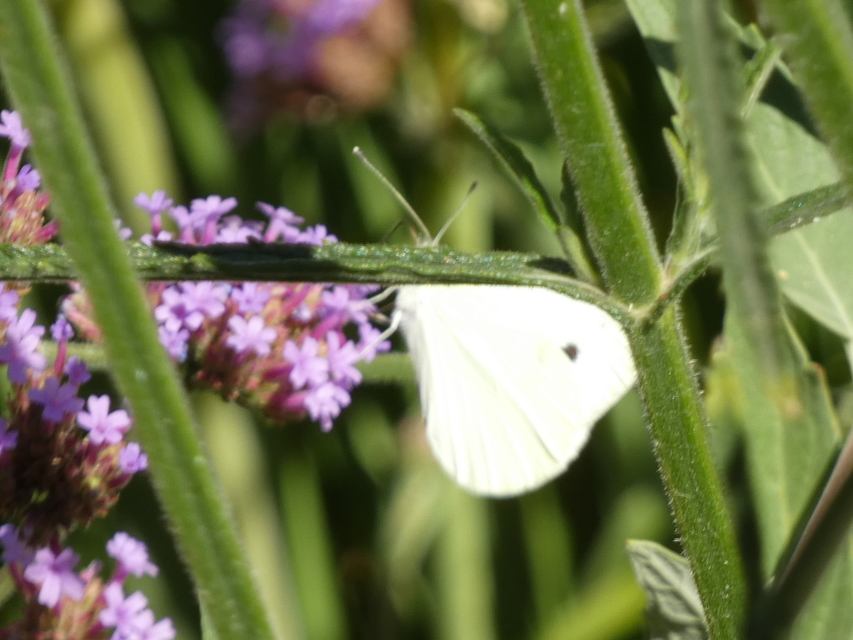 Pieris rapae - répalepke