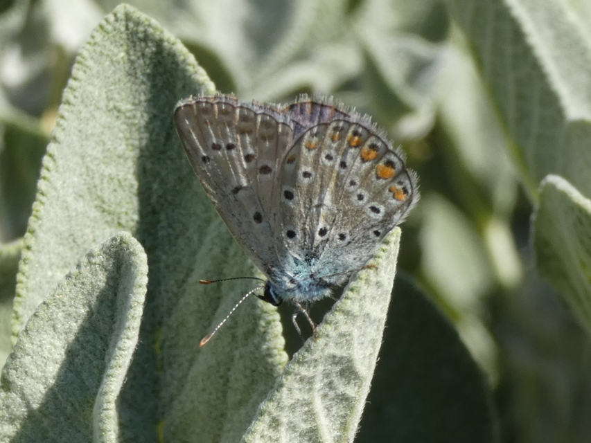 Polyommatus icarus - közönséges boglárka