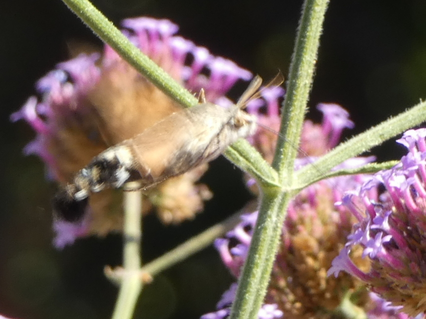 Macroglossum stellatarum - kacsafarkú szender