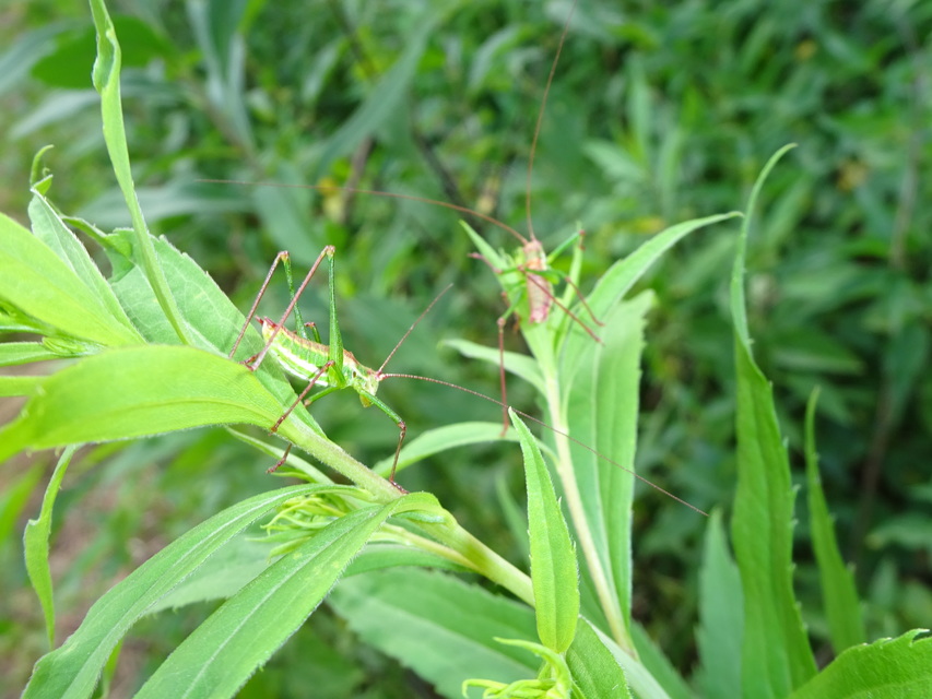 Leptophyes albovittata - közönséges virágszöcske