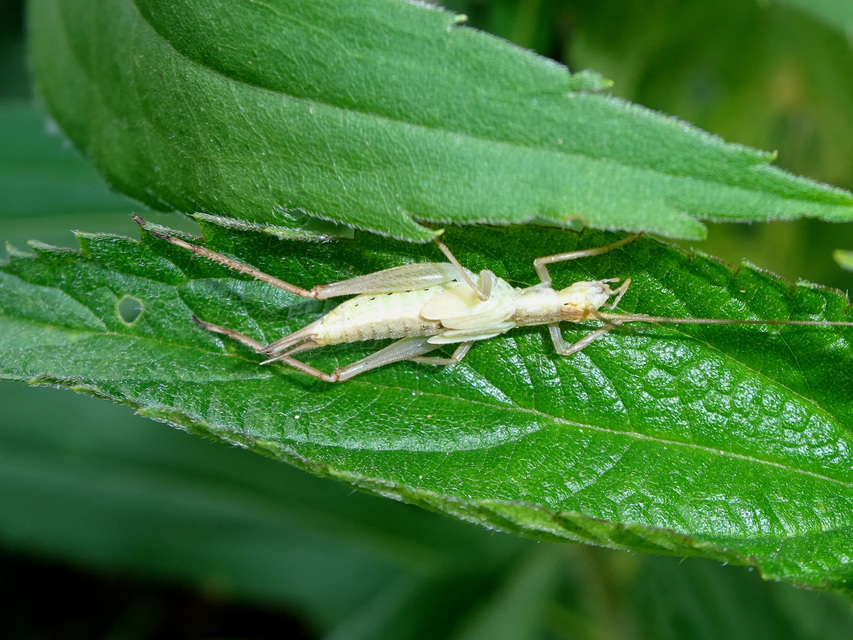 Oecanthus pellucens - pirregőtücsök