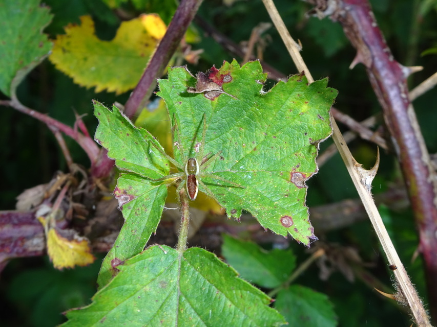 Dolomedes fimbriatus - szegélyes vidrapók