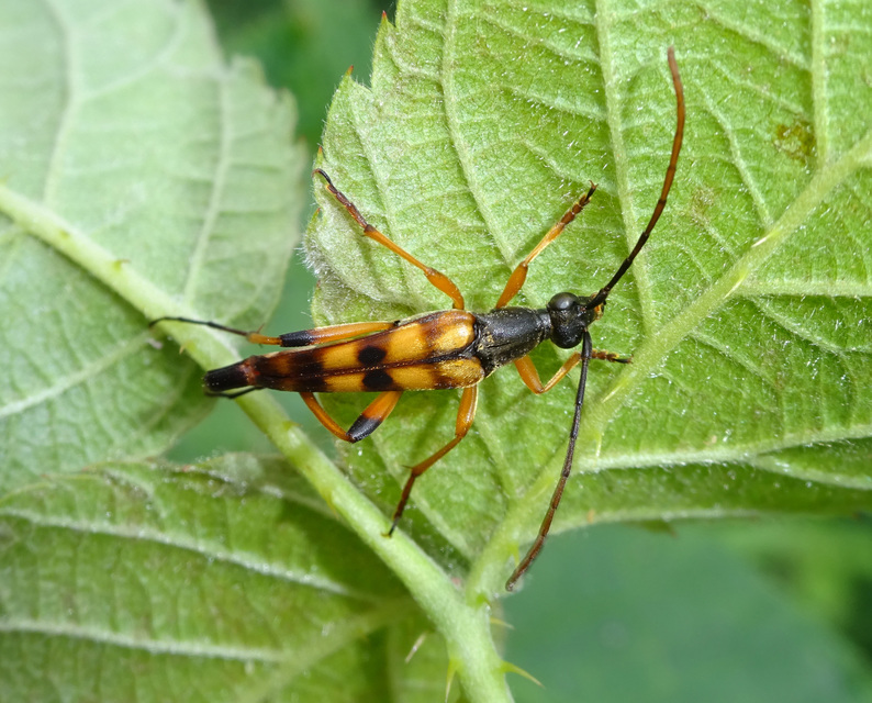 Strangalia attenuata - nyurgacincér