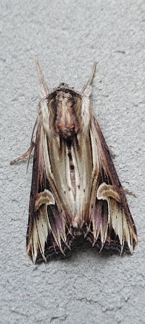 Actinotia polyodon - nagy sugarasbagoly