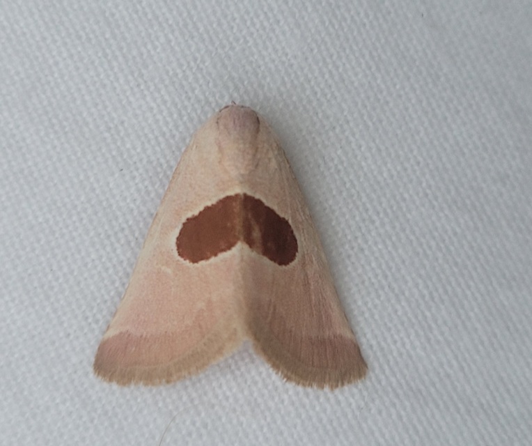 Calymma communimacula - pajzstetűfaló bagoly