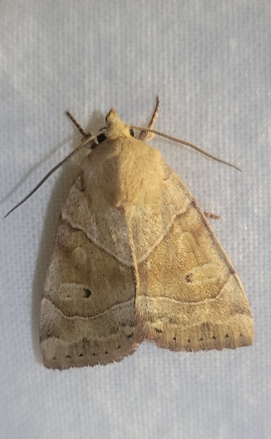 Cosmia trapezina - közönséges lombbagoly
