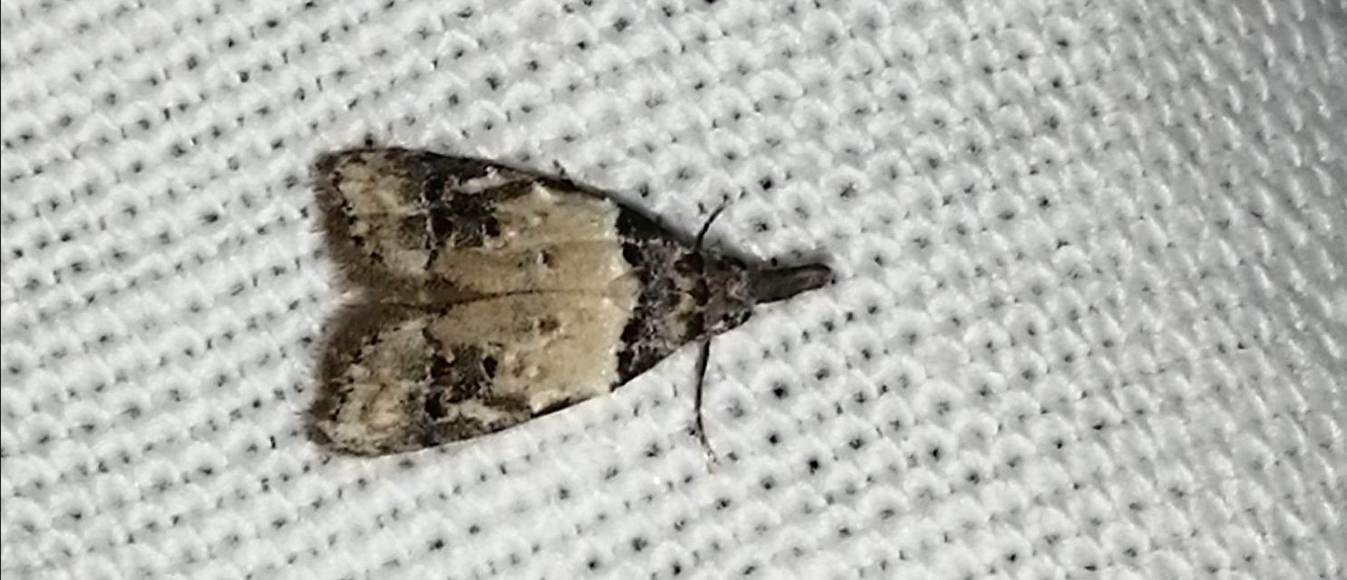 Carposina scirrhosella - közönséges csipkebogyómoly