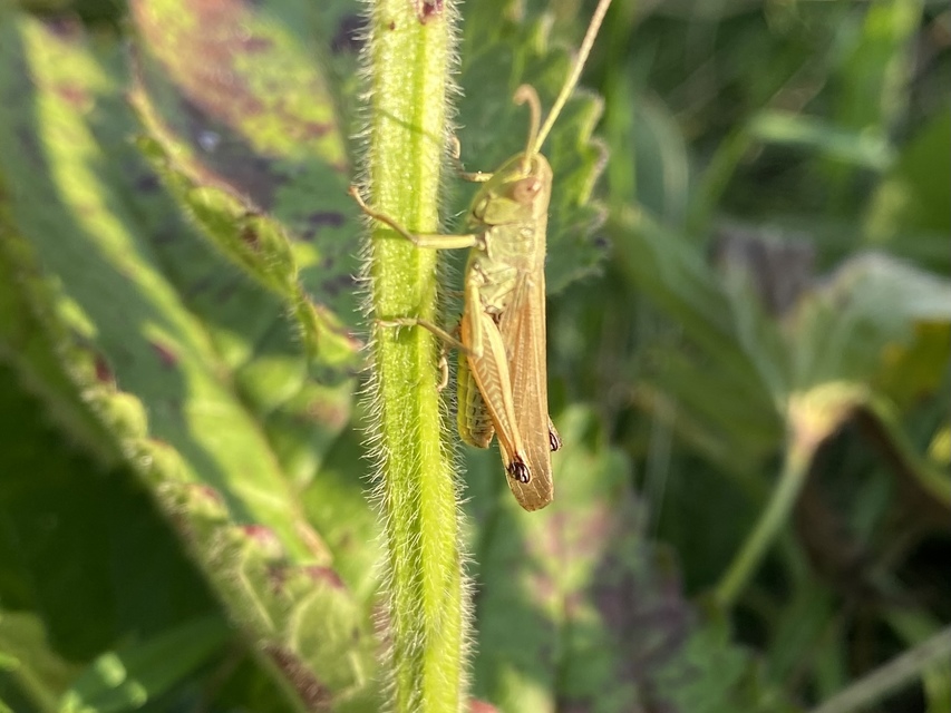 Pseudochorthippus parallelus - közönséges rétisáska
