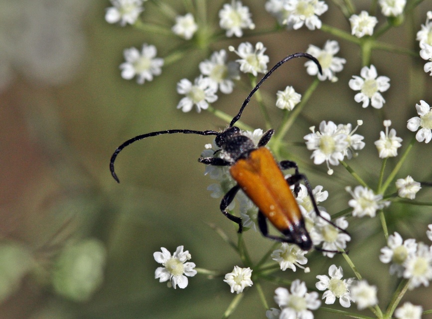 Stictoleptura fulva - vörhenyes virágcincér