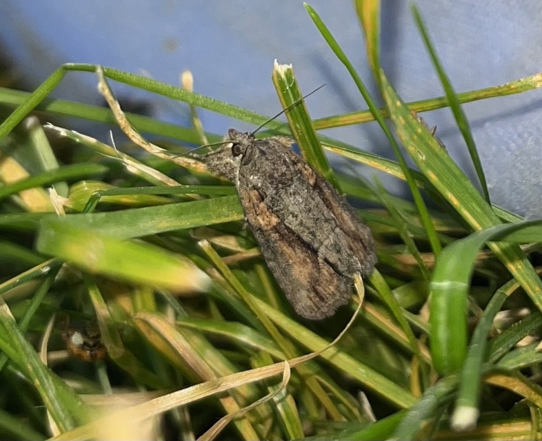 Bryophila raptricula/felina
