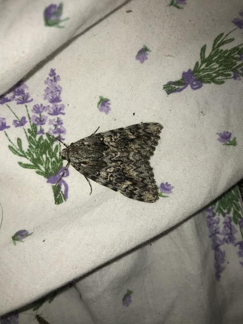 Catocala promissa - kis tölgyfa-övesbagoly