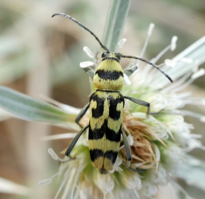 Chlorophorus varius - díszes darázscincér