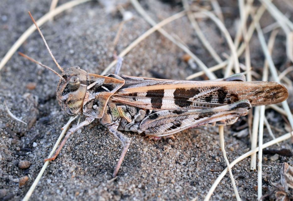 Oedaleus decorus - szalagos sáska
