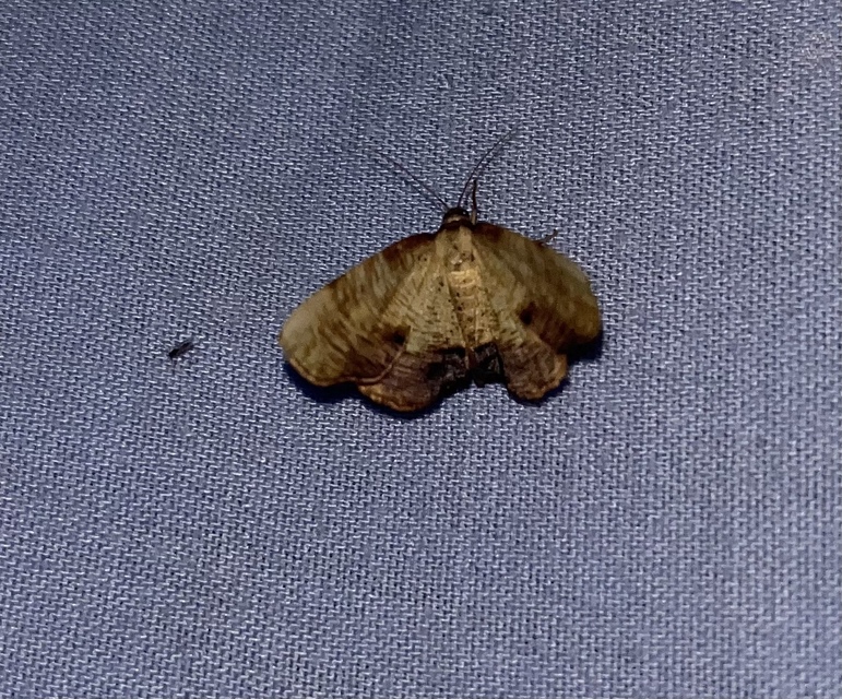 Plagodis dolabraria - baltaszárnyú araszoló