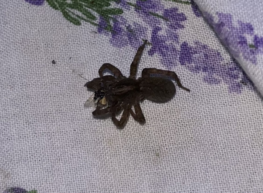 Trochosa