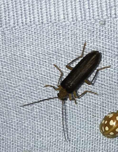 Nacerdes carniolica - karnóliai álcincér