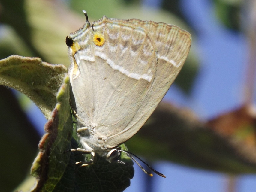 Neozephyrus quercus - tölgyfalepke