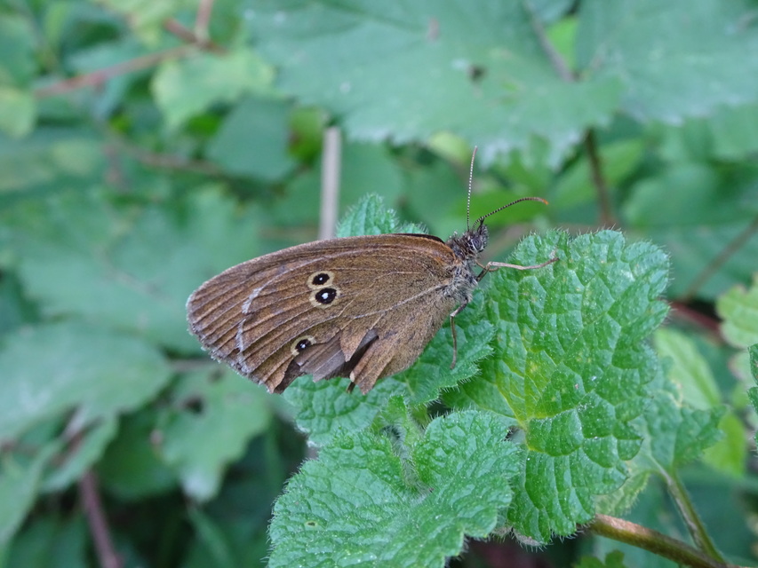 Aphantopus hyperanthus - közönséges ökörszemlepke