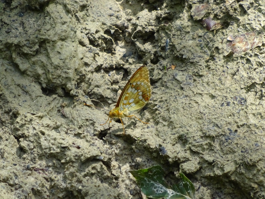 Argynnis adippe - ezüstös gyöngyházlepke