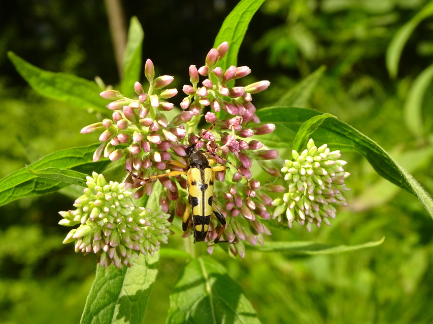 Rutpela maculata - tarkacsápú karcsúcincér