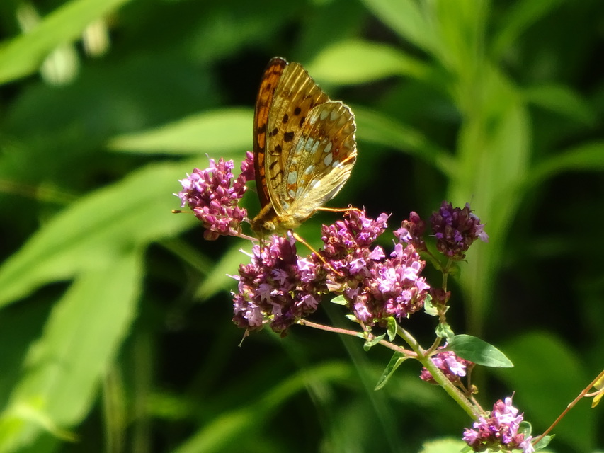 Argynnis adippe - ezüstös gyöngyházlepke