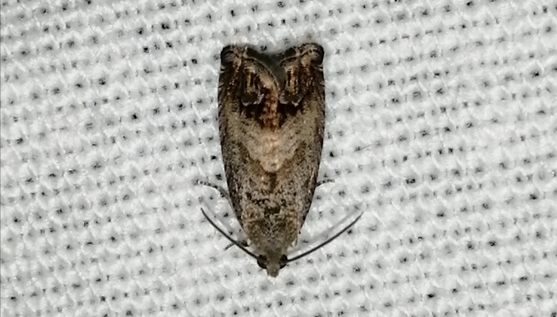 Cydia splendana - tölgymakkmoly