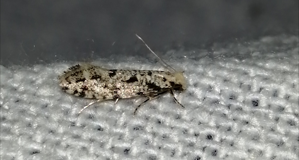 Nemapogon