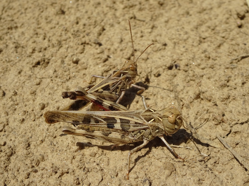 Oedaleus decorus - szalagos sáska