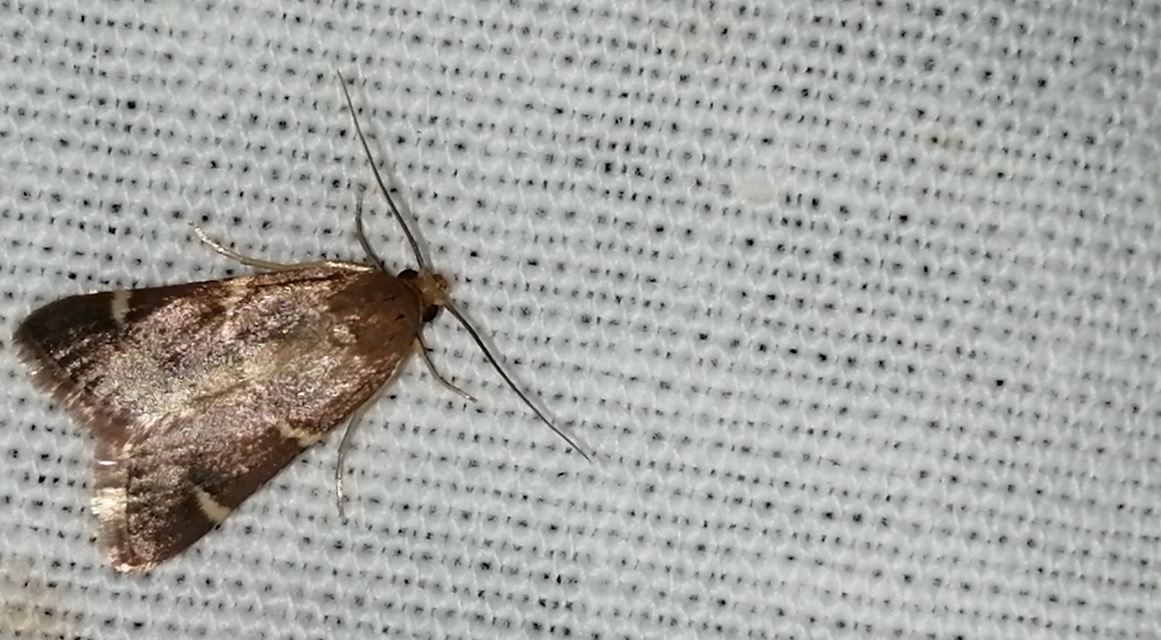 Pyralis perversalis - pusztai fényilonca