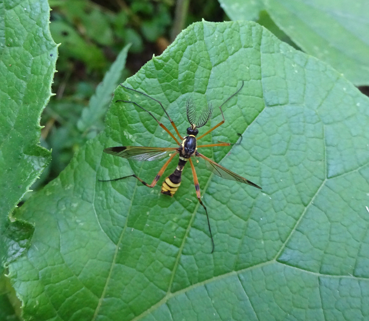 Ctenophora festiva