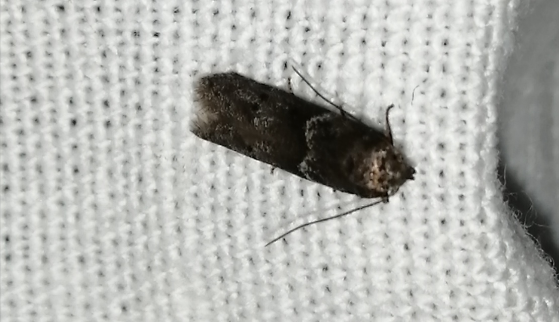 Blastobasis