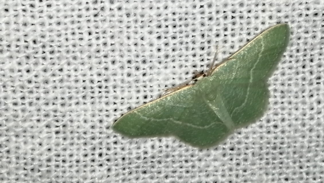 Phaiogramma etruscaria - fehérpettyes zöldaraszoló