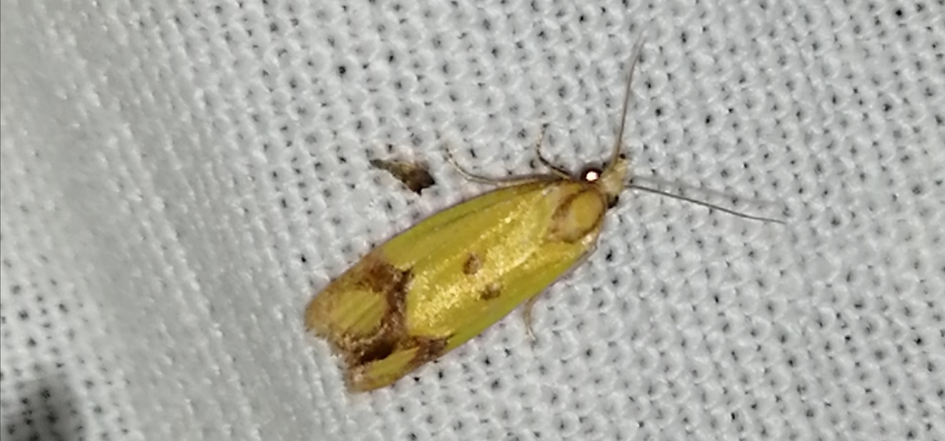 Agapeta zoegana - barnacsíkos sárgamoly