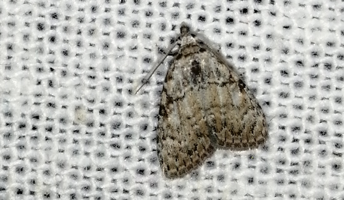 Meganola strigula - hamvas pamacsosszövő