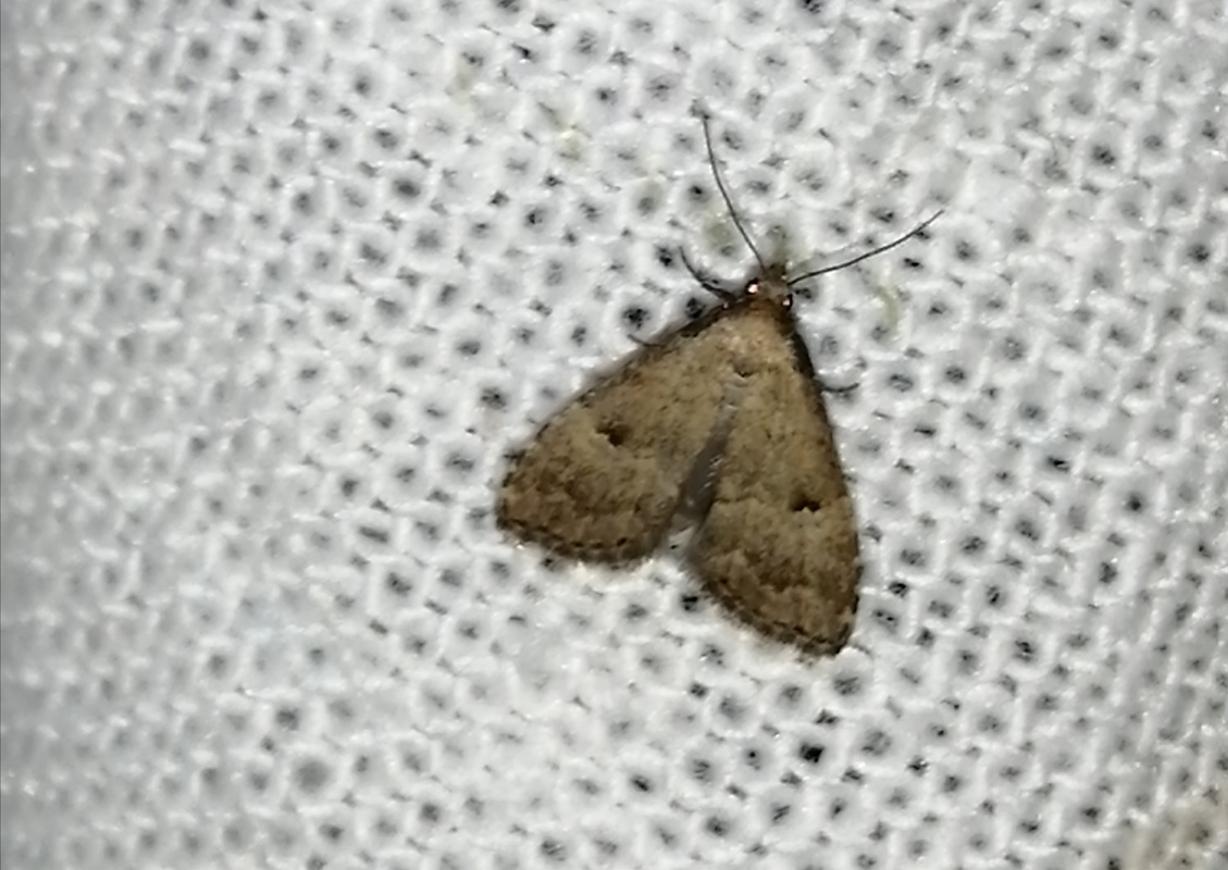 Hypenodes pannonica - pannon karcsúbagoly