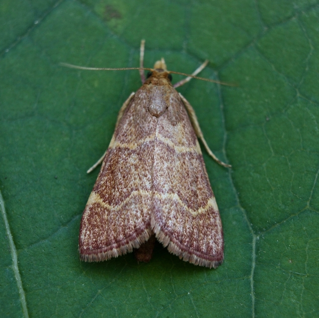 Hypsopygia