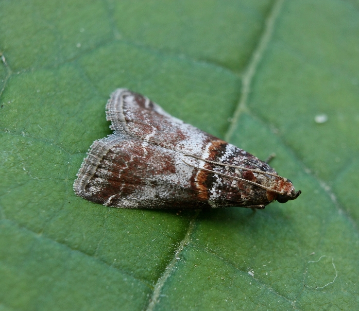 Pyralidae - fényiloncák