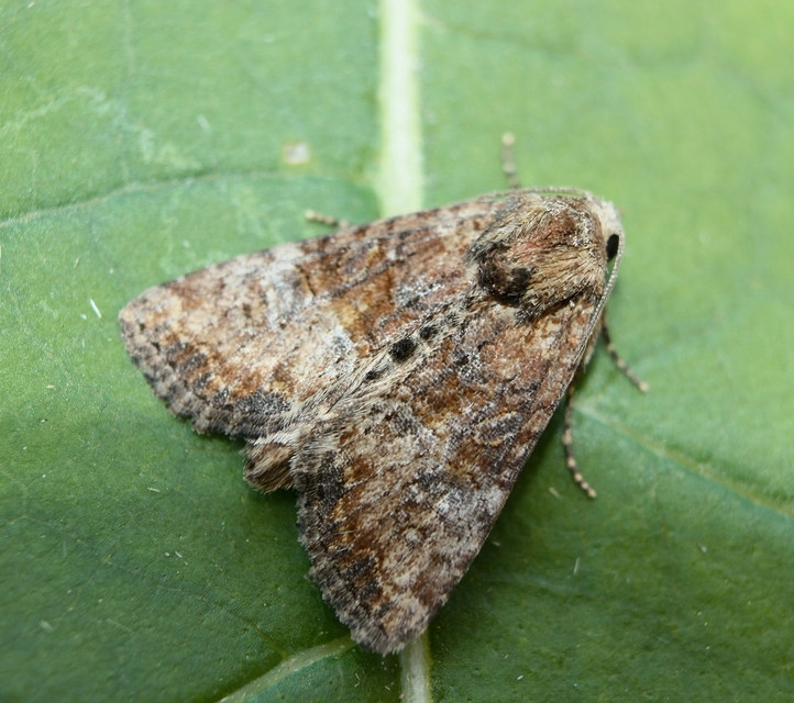 Mesoligia furuncula - kétszínű dudvabagoly