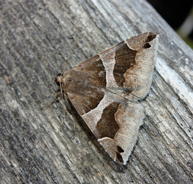 Dysgonia algira - déli porcelánbagoly