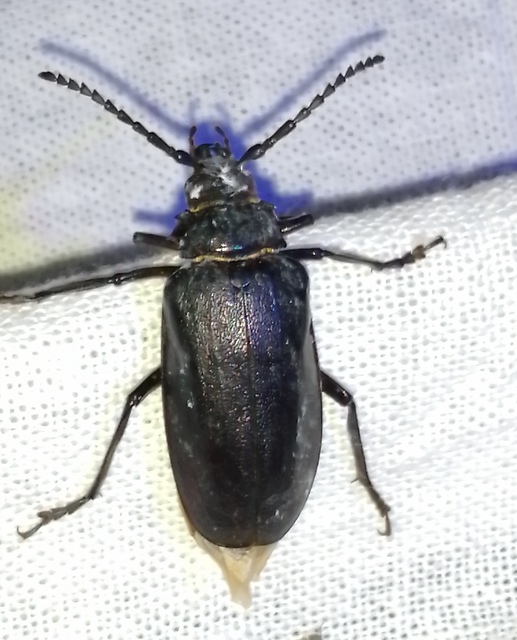 Prionus coriarius - csőszcincér