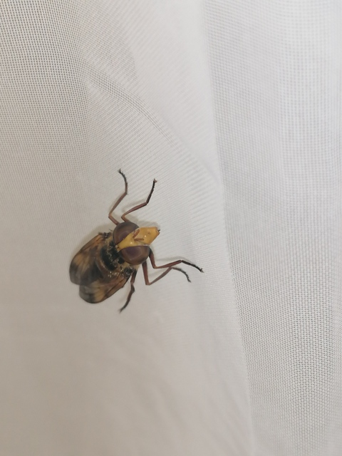 Volucella inanis - háromöves pihelégy