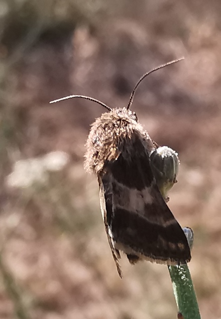 Schinia cognata - nyúlparéj-nappalibagoly
