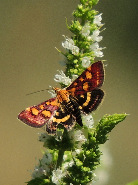Pyrausta purpuralis - közönséges bíbormoly