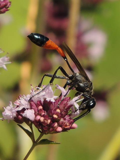 Ammophila sabulosa - homoki hernyóölődarázs