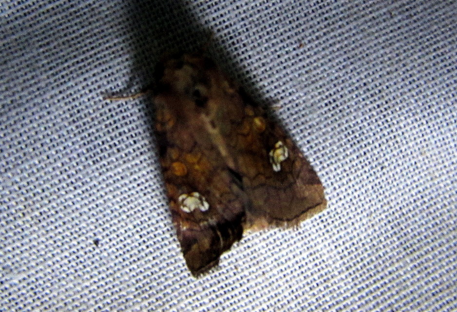 Amphipoea oculea - nagyfoltú lápibagoly