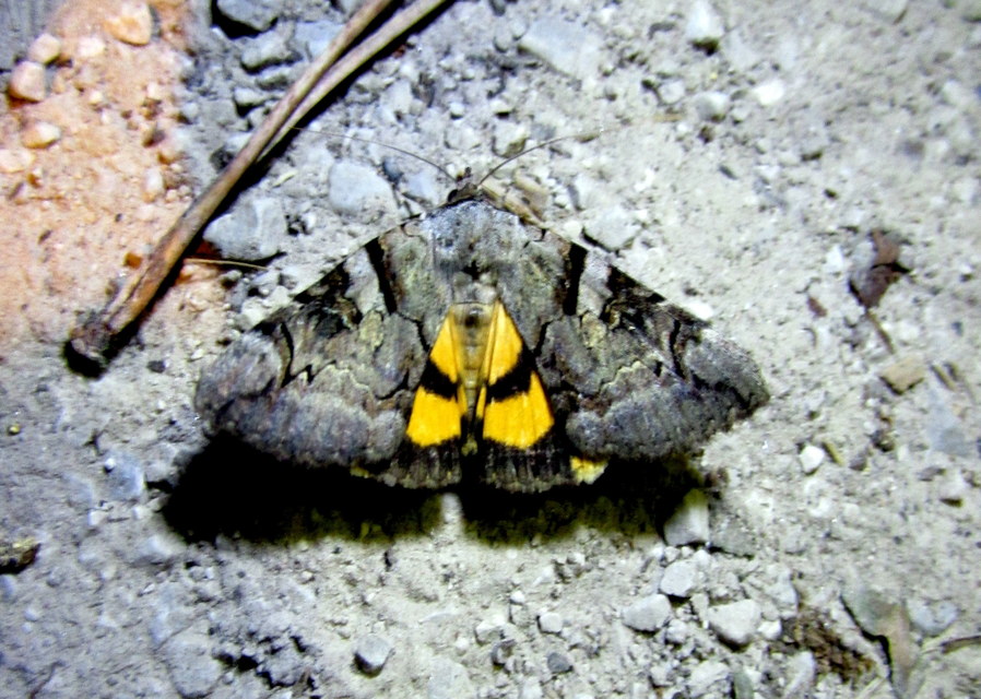 Catocala hymenaea - kökény-övesbagoly