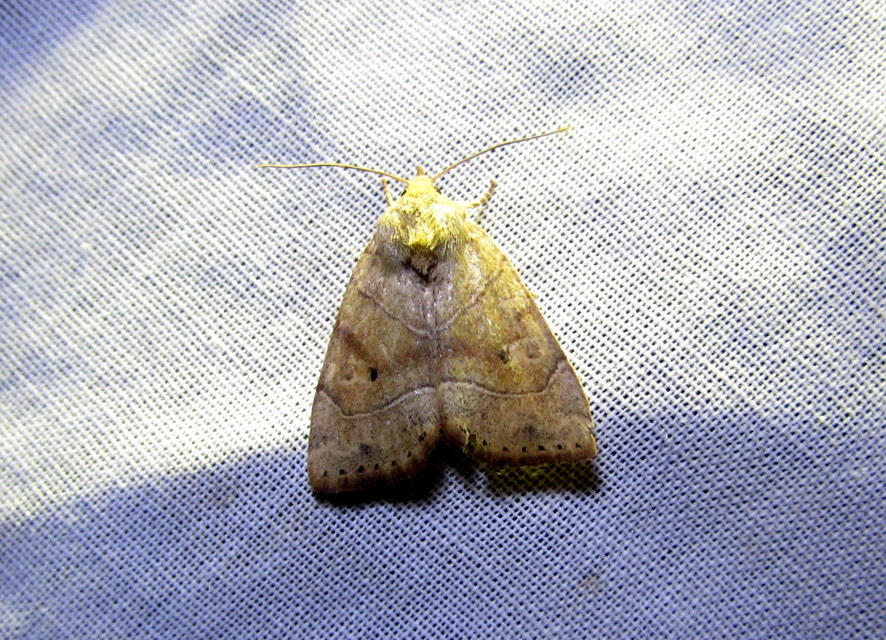 Cosmia trapezina - közönséges lombbagoly